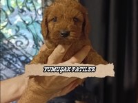 Toy Poodle Yavrumuz
