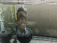 Flowerhorn balığımız
