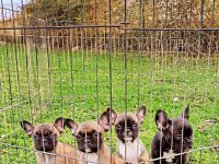 Sağlık Fransız Bulldog yavrular