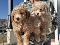 Show kalite poodle ayarında maltipoo yavrular