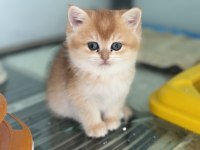 En güzel  golden british shorthair ve longhair bebekler