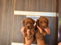 Kore red brown micro poodle bebekler