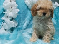 Güzel poodle yavrularımız yeni yuvalarını arıyor
