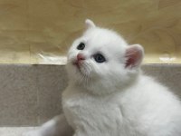 Chinchilla 1 buçuk aylık bebekler