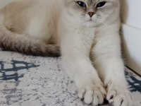 British shorthair dişi yavruma yuva