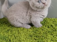 Munchkin cüce kedi Ankara dişi ve erkek mevcuttur