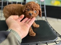 Çok özel redbrown kore tea cup poodle yavrular