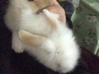 Hollanda lop tavşanı 1 buçuk aylık