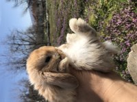 Mini lop tavşan (bebeklerimiz)