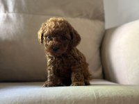 KIVIR KIVIR TOY POODLE DÜNYASI