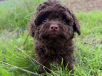 Brown korea kan erkek poodle