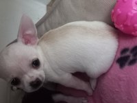 Chihuahua Puppies
