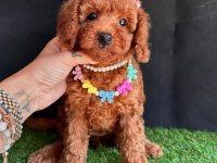 Sevimli Toy Poodle Yavrularımız