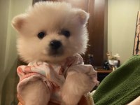 Pomeranian dişi 45 günlük