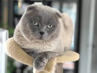 Scottish fold erkek aktif