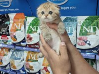 Scottish fold