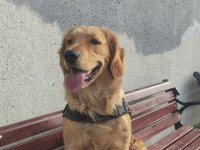 11 Aylık Safkan Golden Retriever