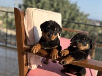 Rottweiler yavrular yeni yuvasını arıyor