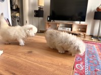 British longhair ve Scotish longhair yavrular BEYAZ