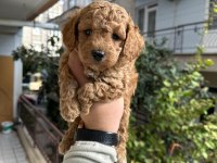 TOY POODLE BEBEKLERİ