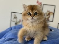 Aşılı karneli british shorthair ve longhair yavrular