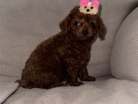 Kore Toy Poodle