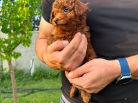 Kilo Garantili Kore Kan Red Brown Toy Poodle yavrular