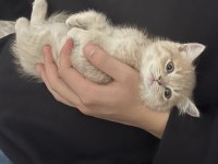 43 günlük olan tatlı kediler yeni sahiplerini arıyor