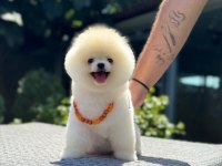 Pomeranian yavrularımız yeni yuvalarını bekliyor