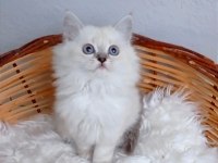 Safkan muhteşem british longhair yavrularım
