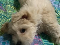 Maltipoo Köpeğimizi Sahiplendirme
