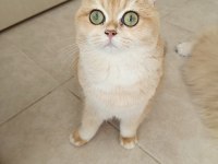 British shorthair dişi