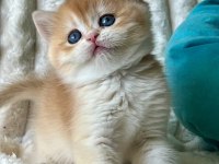 Bebeksi Golden British Shorthair
