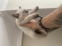 2 aylık erkek sütten kesilmiş blue point kediler