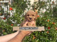 Toy Poodle Dişi - Erkek