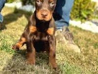 2 Aylık Siyah ve Kızılı Çivi Doberman Yavrularım