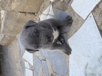 Irk garantili dev adayı cane corso yavrular