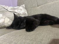 British shorthair kedimiz kömür yeni yuvasını arıyor