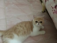 Dişi exotic shorthair