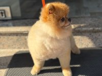 POMERANİAN BOO AYI SURAT 1.5 YAŞINDA