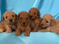 İlk sağlık taramalarından geçen poodle bebekler