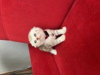 Ev Ortmanından Cinnamon Scottish Fold Yavrular