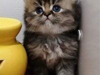 ÜCRETSİZ A KALİTE BEBEK PERSİAN