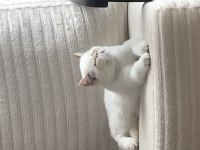 Exotic Shorthair