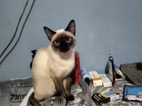 Siyam Kedisi Coco kızıma eş arıyorum?