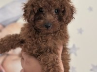 Yüz Yapısı Muhteşem Toy Poodle Bebekler