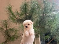 Maltipoo Yavrularım Sağlık Ve Irk Garantili