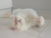 Saf kan sıfır burun persian