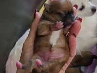 Pomeranian boo köpeği