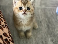 Mükemmel Golden British Shorthair Kedimiz